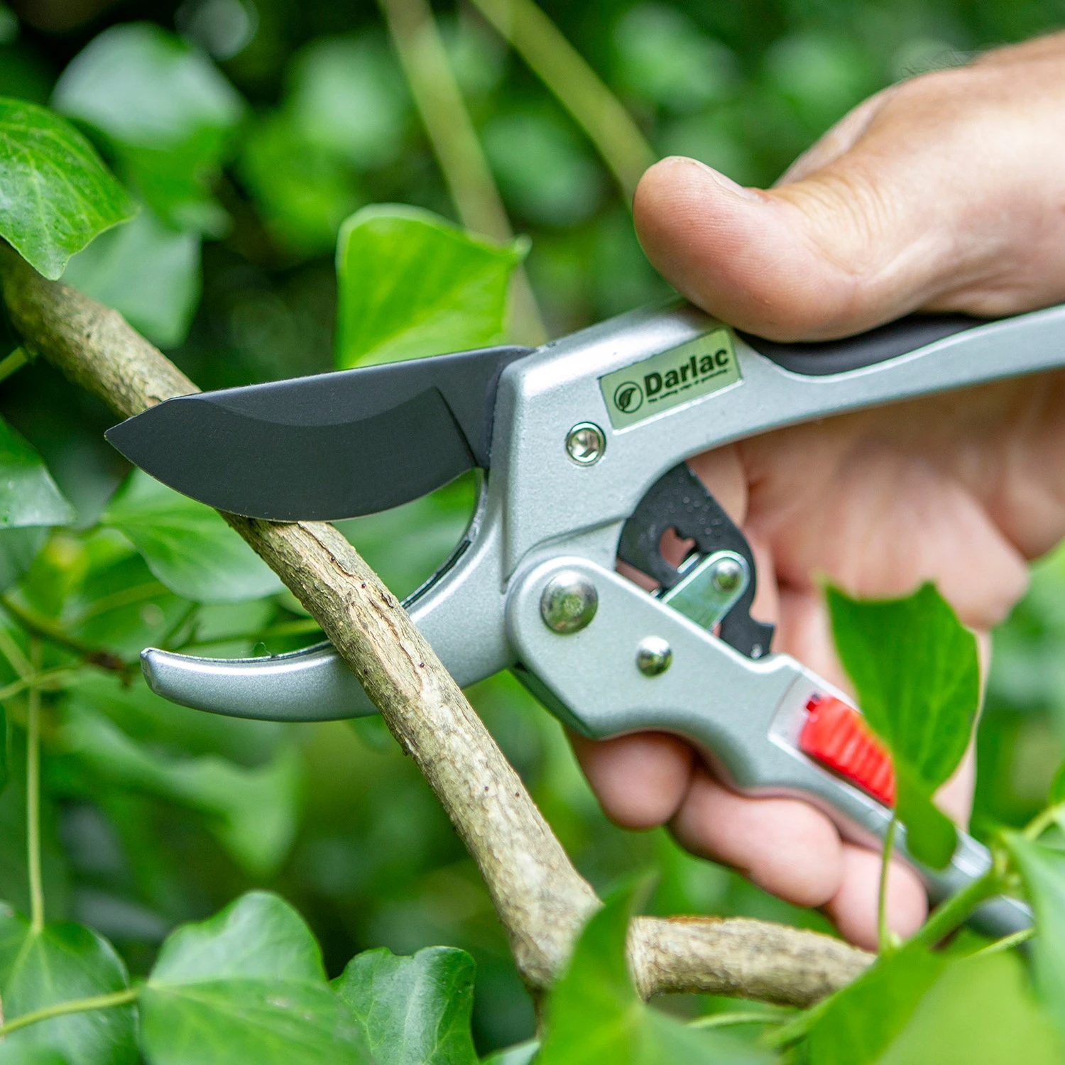 Darlac Super Classic Ratchet 1 Darlac Super Classic Ratchet