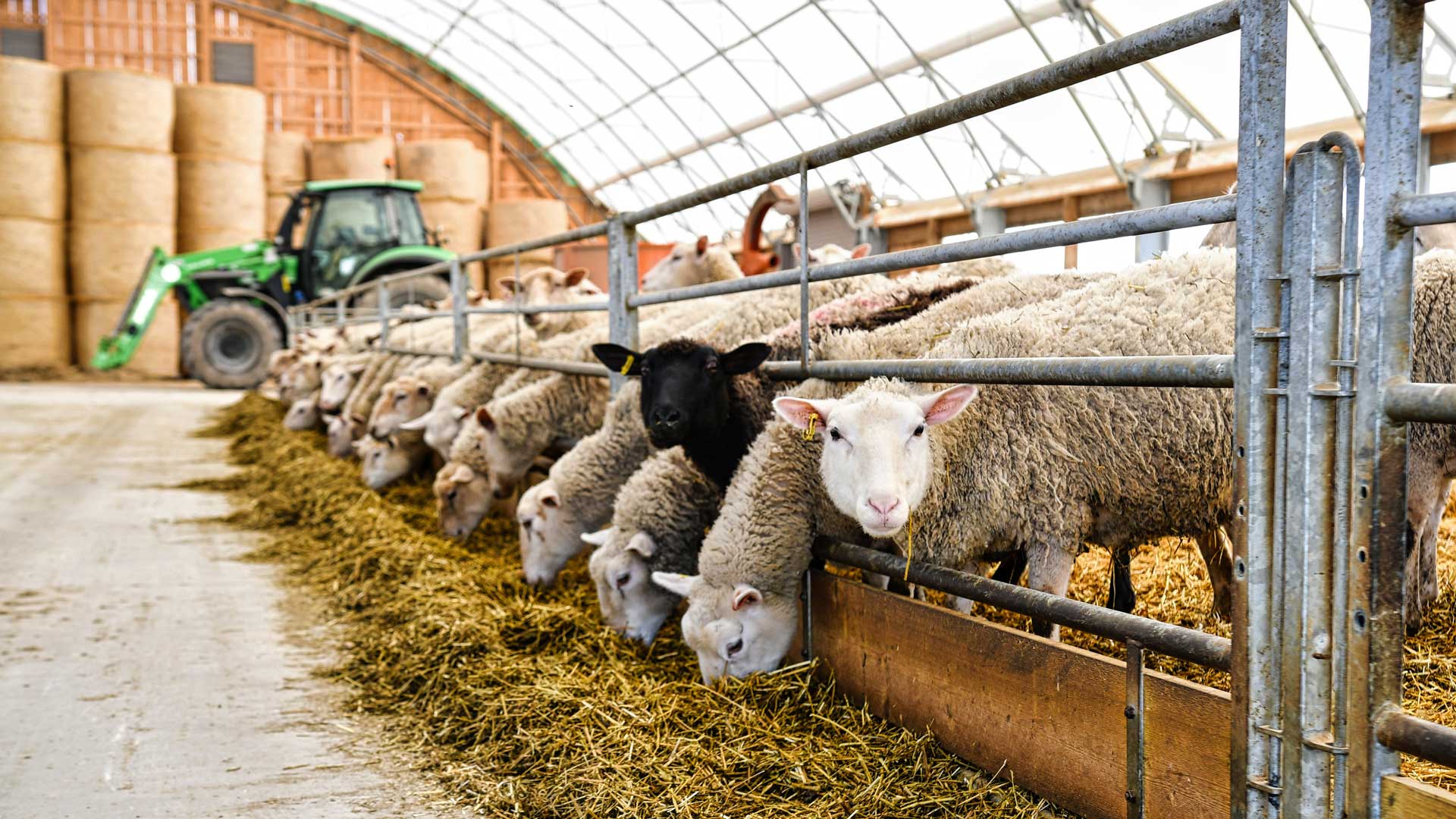 Hyundai || Hozelock || Wolf Shop -Hyundai || Hozelock || Wolf Shop goats and sheep 04